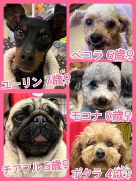 🐾今日の里親様募集中ワンコ🐶メンバーです🐾2023,3,14【保護犬カフェ天神橋店】